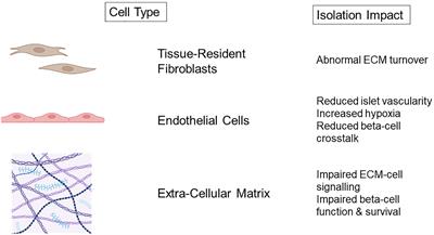 Unlocking the post-transplant microenvironment for successful islet function and survival